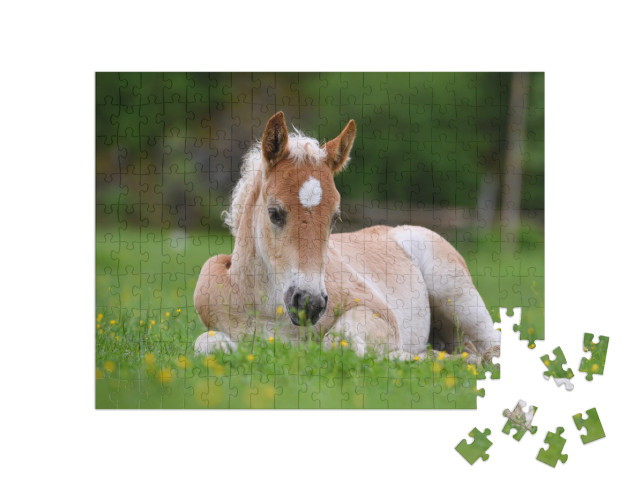 Young Cute Foal Outdoor Resting in the Grass... Jigsaw Puzzle with 200 pieces