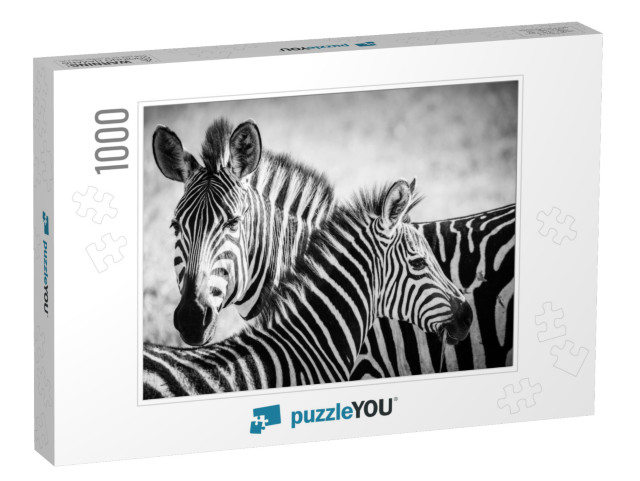 A Zebra Mother Feeds Her Cub in the Serengeti National Pa... Jigsaw Puzzle with 1000 pieces