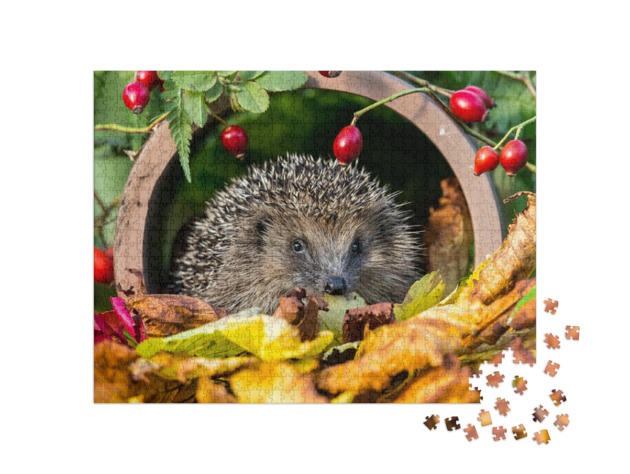 Hedgehog in Golden Autumn Leaves Surrounded by Red Rosehi... Jigsaw Puzzle with 1000 pieces