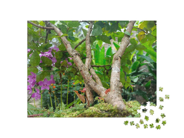 Best Picture of Bonsai Tree in Tropical Nature... Jigsaw Puzzle with 1000 pieces