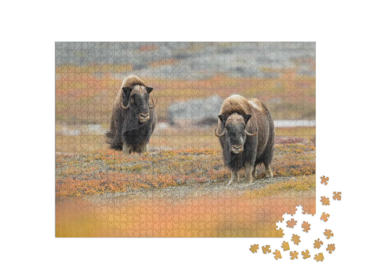 Musk Ox Ovibos Moschatus - Meadow Madness... Jigsaw Puzzle with 1000 pieces