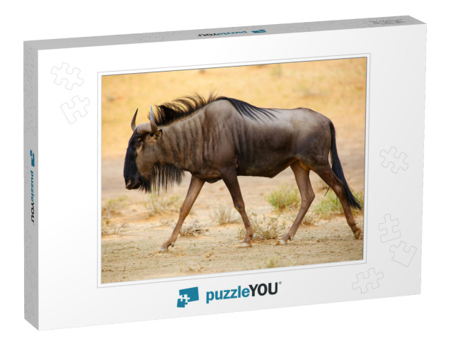 The Blue Wildebeest Connochaetes Taurinus is Walking in t... Jigsaw Puzzle