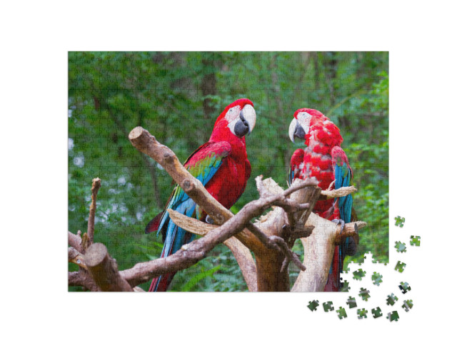 Pair of Parrot Bird Sitting on the Perch... Jigsaw Puzzle with 1000 pieces