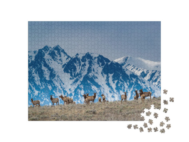 Herd of Elk Grazing with Backdrop of Snowy Teton Mountain... Jigsaw Puzzle with 1000 pieces