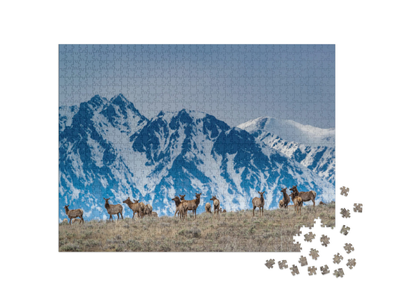 Herd of Elk Grazing with Backdrop of Snowy Teton Mountain... Jigsaw Puzzle with 1000 pieces