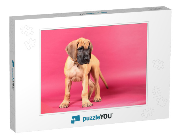 Fawn Great Dane Puppy Portrait... Jigsaw Puzzle