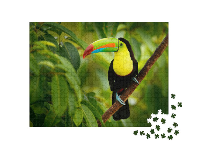 Keel-Billed Toucan, Ramphastos Sulfuratus, Bird with Big... Jigsaw Puzzle with 1000 pieces