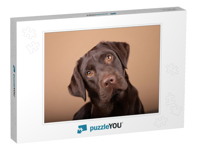 Dog Labrador Puppy Brown Chocolate in Studio, Isolated Ba... Jigsaw Puzzle