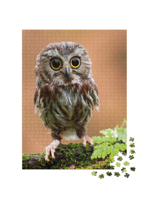 The Cute Lonely Baby of Owl... Jigsaw Puzzle with 1000 pieces