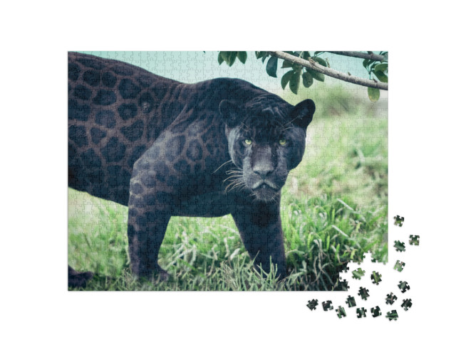 Portrait of the Black Panther, Wild Cat Looking Straight... Jigsaw Puzzle with 1000 pieces