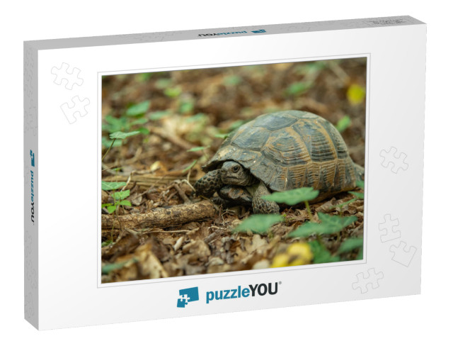 The Greek Tortoise Testudo Graeca, Also Known Co... Jigsaw Puzzle