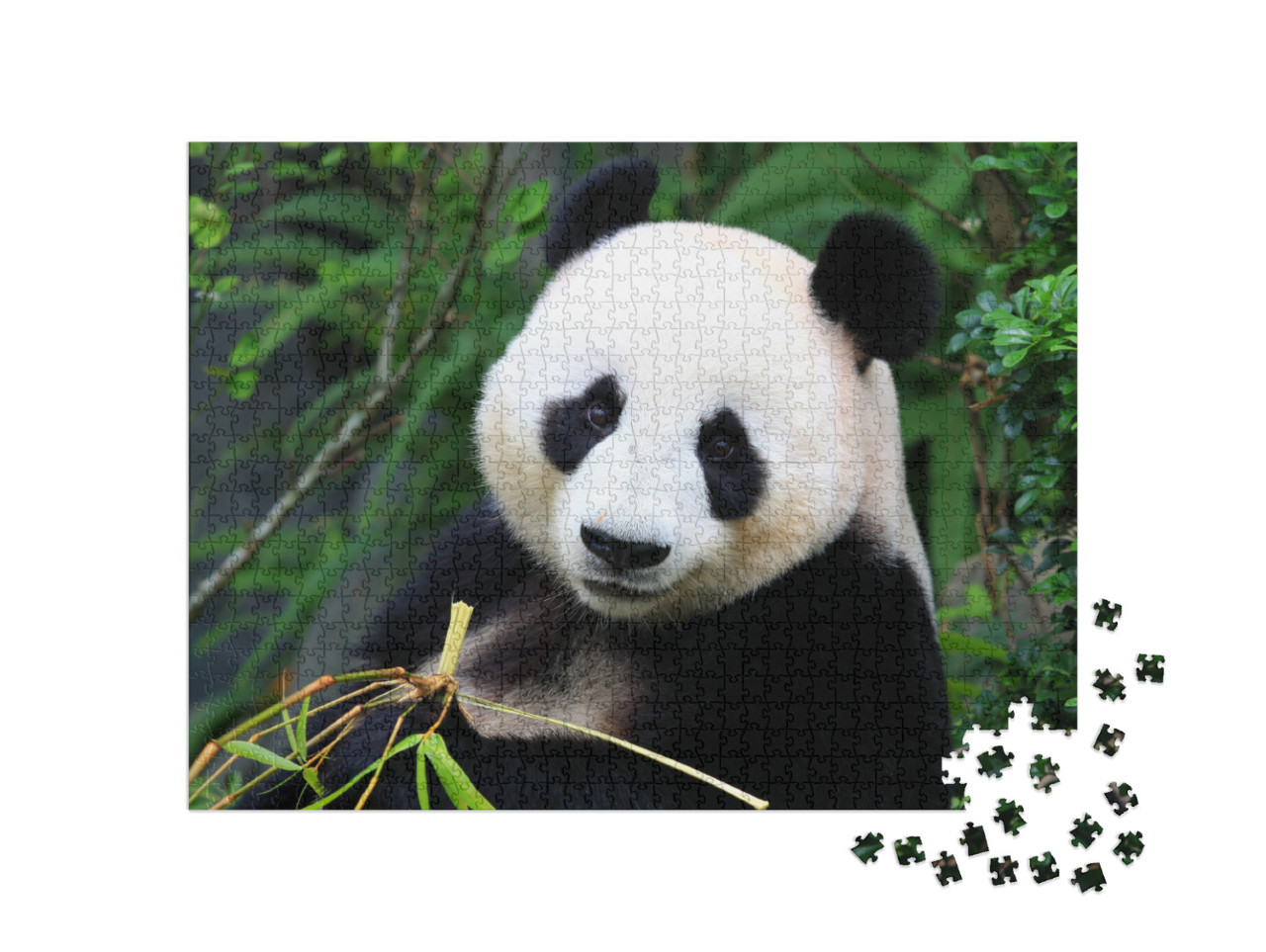 Panda Bear Eating Bamboo Shoot... Jigsaw Puzzle with 1000 pieces