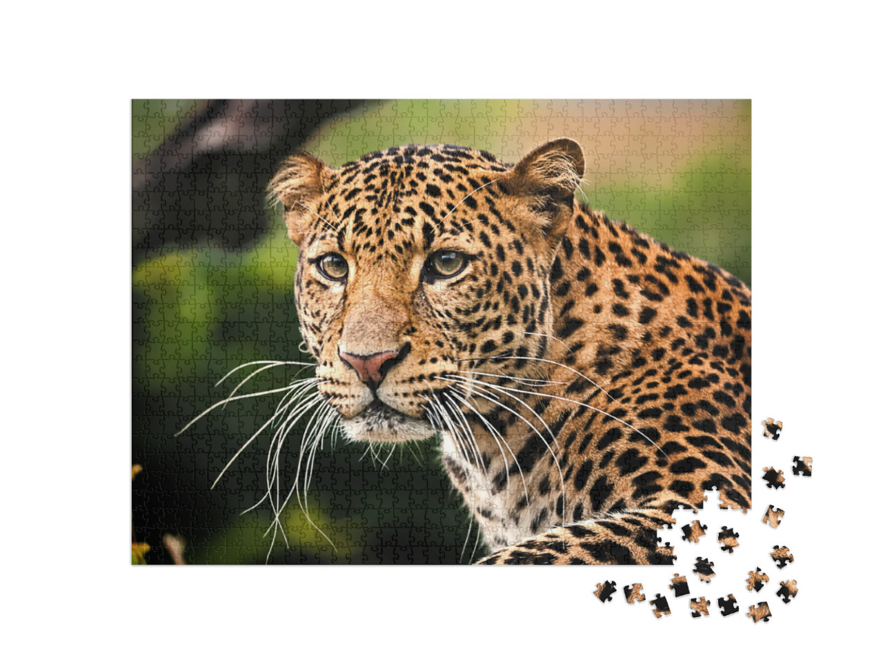 The Portrait of Javan Leopard... Jigsaw Puzzle with 1000 pieces