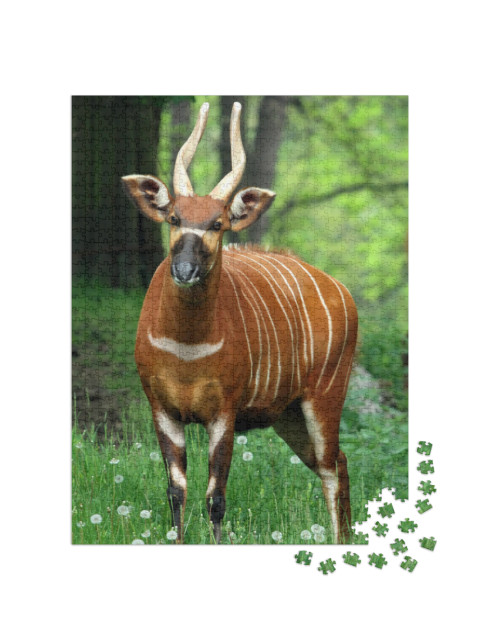 Mountain Bongo Tragelaphus Eurycerus Isaaci Female Portra... Jigsaw Puzzle with 1000 pieces