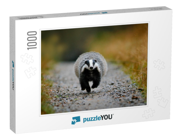 Badger Running in the Forest Gravel Road. Action Wildlife... Jigsaw Puzzle with 1000 pieces