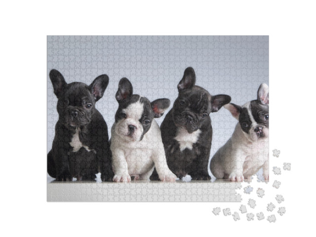 Four French Bulldogs. Studio Shot... Jigsaw Puzzle with 1000 pieces