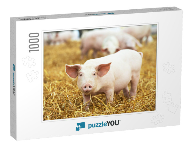 One Young Piglet on Hay & Straw At Pig Breeding Farm... Jigsaw Puzzle with 1000 pieces