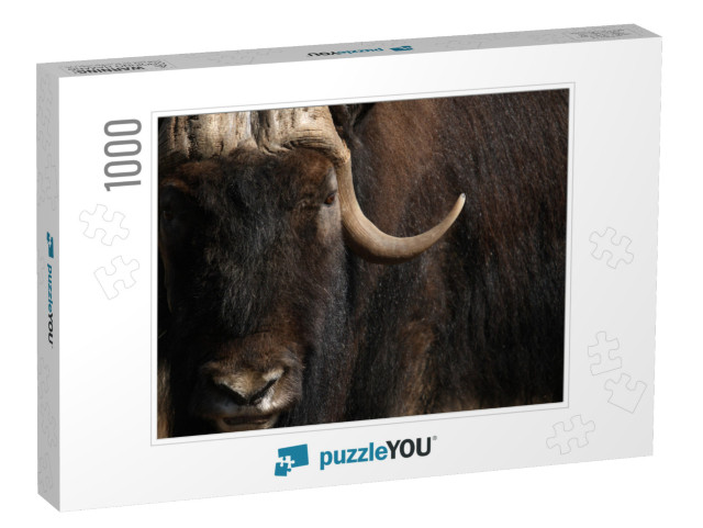 Buffalo Closeup Jigsaw Puzzle with 1000 pieces