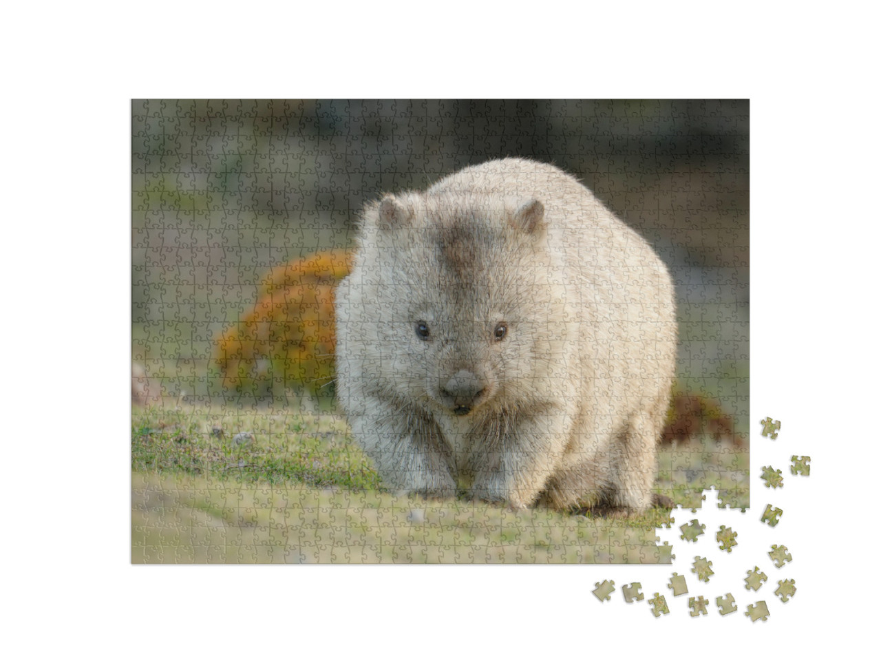 Australia, Tasmania, the Common Wombat Vombatus Ursinus... Jigsaw Puzzle with 1000 pieces