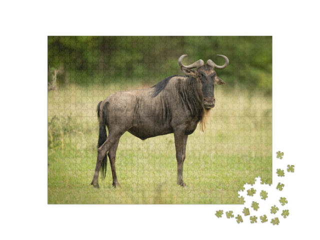 Blue Wildebeest Stands Eyeing Camera in Grassland... Jigsaw Puzzle with 1000 pieces