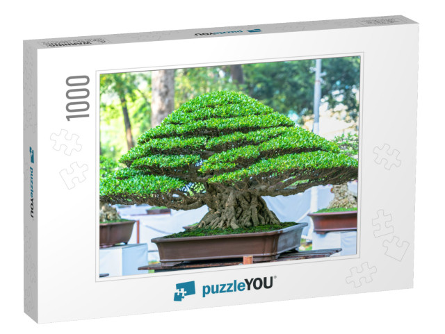 Green Old Bonsai Tree Isolated in a Pot Plant in the Shap... Jigsaw Puzzle with 1000 pieces