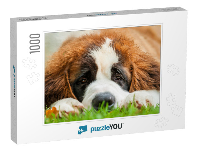 Portrait of Saint Bernard Puppy Lying on the Grass... Jigsaw Puzzle with 1000 pieces