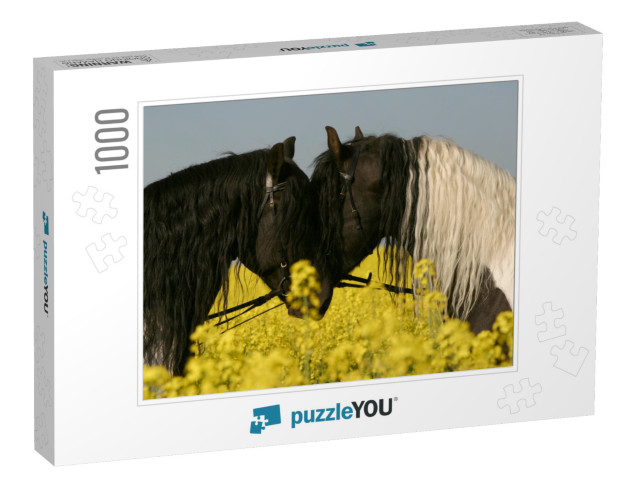 Friesian Horses Portrait in Rapeseed... Jigsaw Puzzle with 1000 pieces