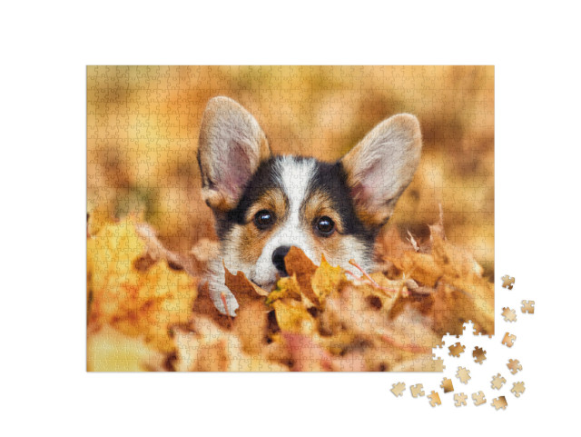 Welsh Corgi Puppy in Autumn Leaves... Jigsaw Puzzle with 1000 pieces