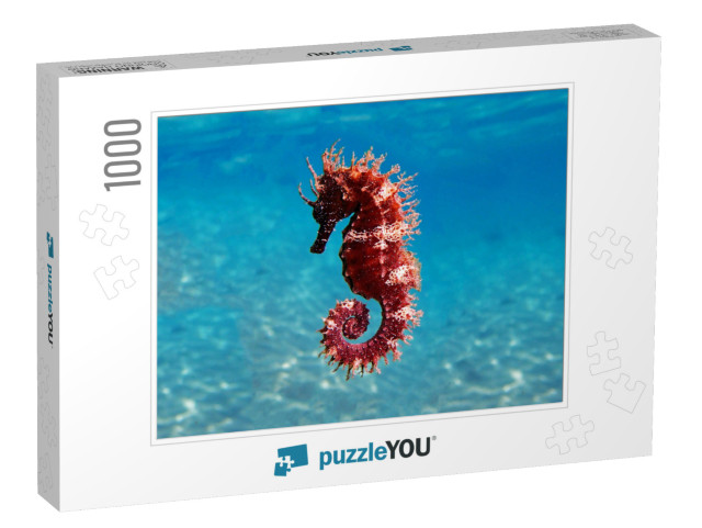 Mediterranean Seahorse - Hippocampus Guttulatus... Jigsaw Puzzle with 1000 pieces