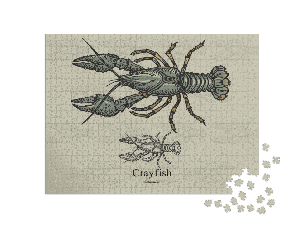 Crayfish. Vector Illustration with Refined Details... Jigsaw Puzzle with 1000 pieces