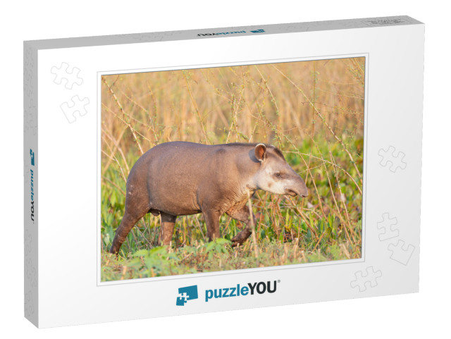 Tapir, Lowland Tapir in the Brazilian Jungle... Jigsaw Puzzle