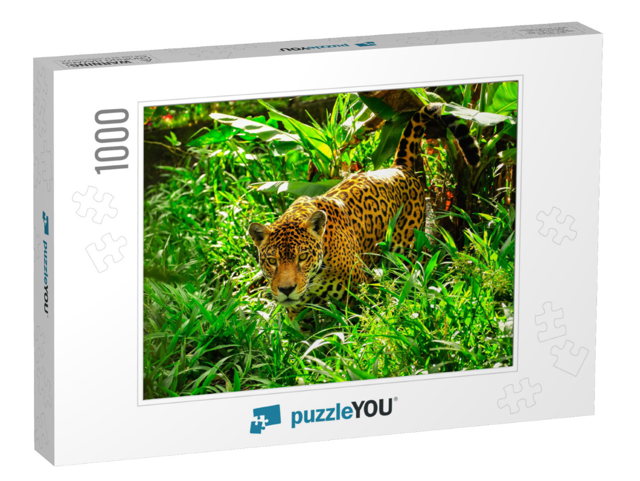 An Adult Jaguar Stalking in the Grass... Jigsaw Puzzle with 1000 pieces