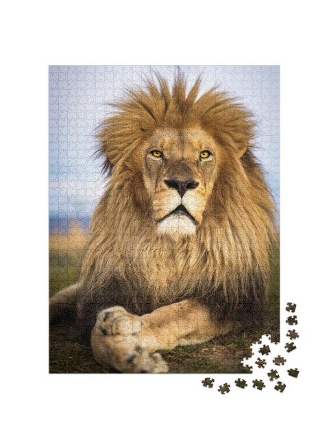 Wild Lions in South Africa... Jigsaw Puzzle with 1000 pieces