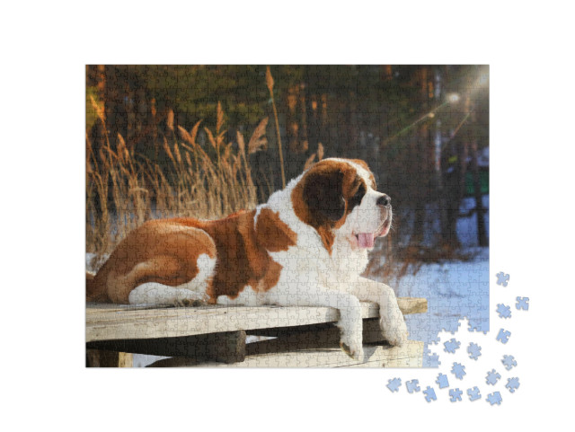 Purebred Dog Saint Bernard Lies on a Wooden Pier in the W... Jigsaw Puzzle with 1000 pieces