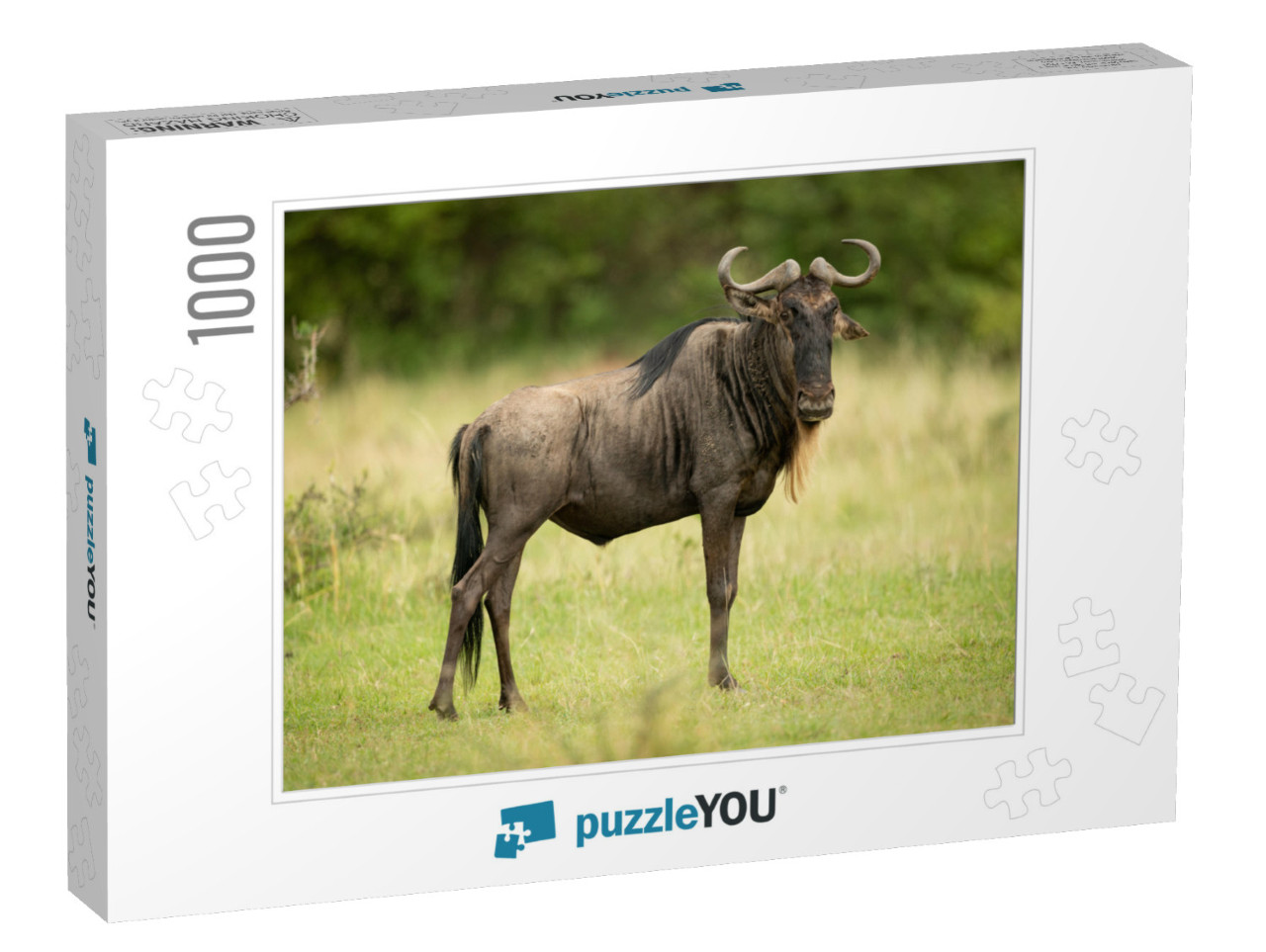 Blue Wildebeest Stands Eyeing Camera in Grassland... Jigsaw Puzzle with 1000 pieces