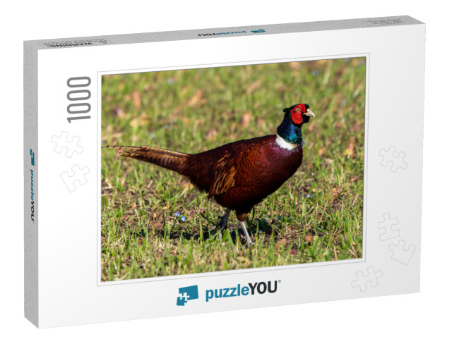 Pheasant Displaying All Its Beautiful Colors on a Spring... Jigsaw Puzzle with 1000 pieces