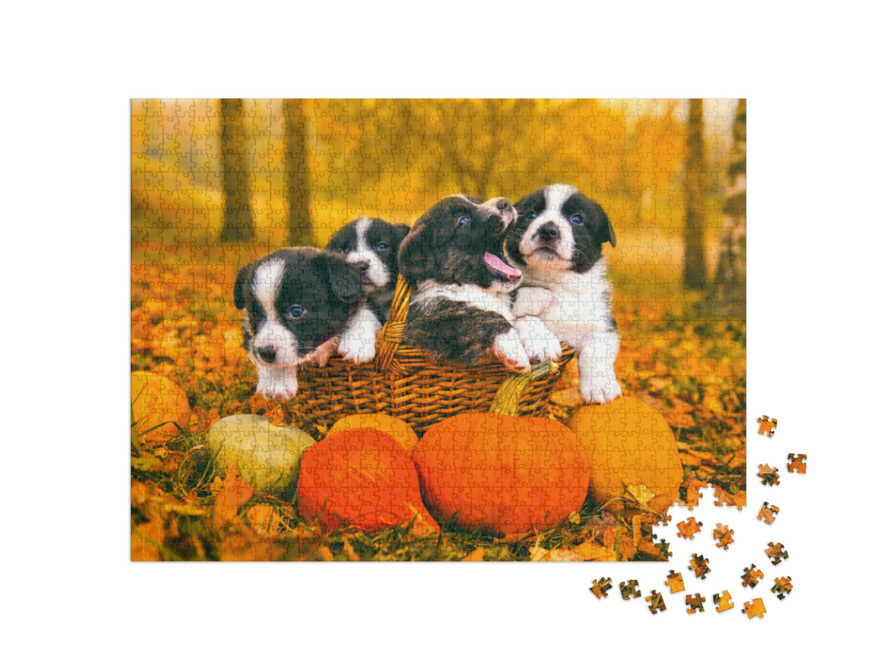 Funny Happy Welsh Corgi Pembroke Puppies Dogs Posing in t... Jigsaw Puzzle with 1000 pieces