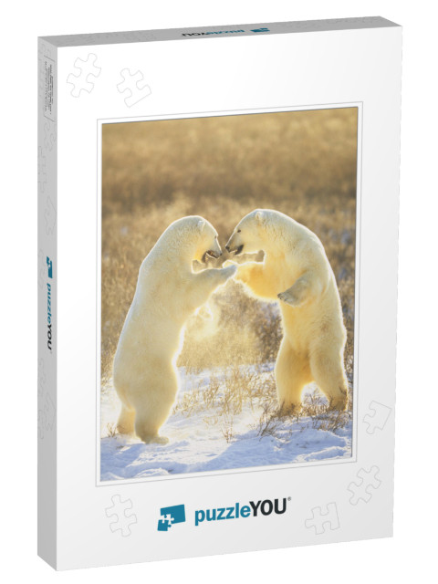 Polar Bears from Canada. Polar Bears Play Fight. Polar Be... Jigsaw Puzzle