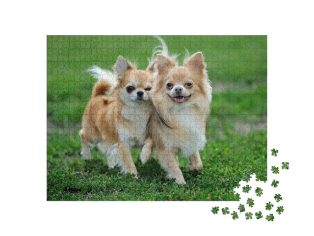 Two Longhair Chihuahua Dog in Green Summer Grass... Jigsaw Puzzle with 1000 pieces