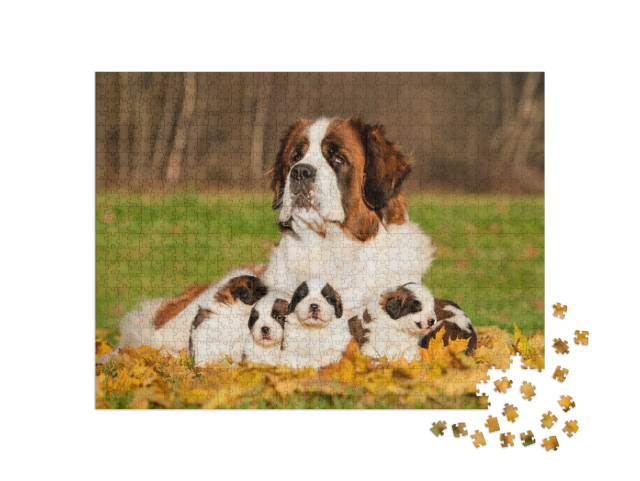 Saint Bernard Dog with Puppies in Autumn... Jigsaw Puzzle with 1000 pieces