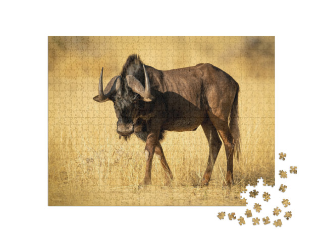 Black Wildebeest Walks Through Grass in Sunshine... Jigsaw Puzzle with 1000 pieces