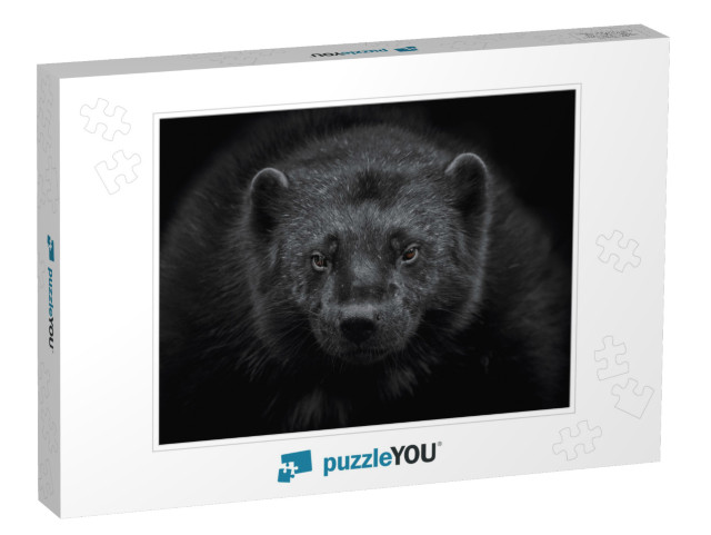 Close-Up of a Wolverine Gulo Gulo Looking At the Camera &... Jigsaw Puzzle