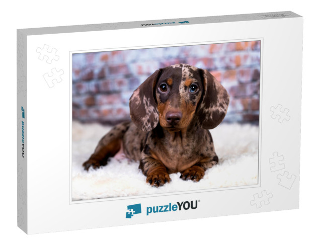 Dachshund Dog Portrait... Jigsaw Puzzle