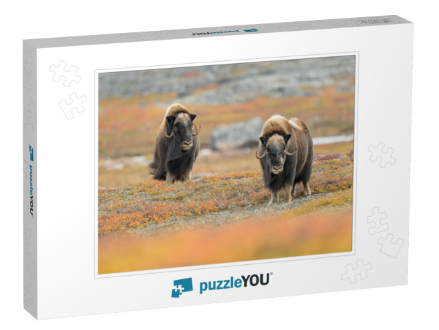 Musk Ox Ovibos Moschatus - Meadow Madness... Jigsaw Puzzle