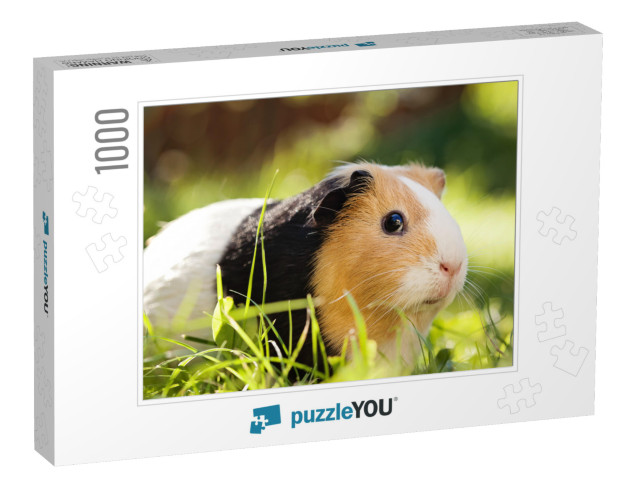 Guinea Pig Cavia Porcellus is a Popular Household Pet... Jigsaw Puzzle with 1000 pieces