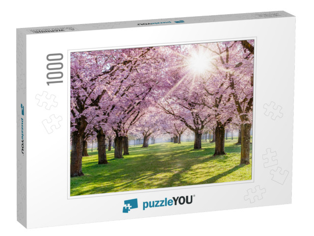 Cherry Blossoming Trees & Sun Light in Park. Sakura Cherr... Jigsaw Puzzle with 1000 pieces