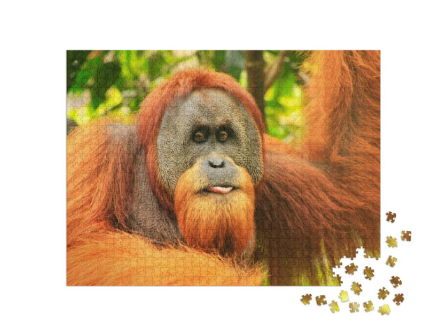 Portrait of Male Sumatran Orangutan Pongo Abelii in Gunun... Jigsaw Puzzle with 1000 pieces