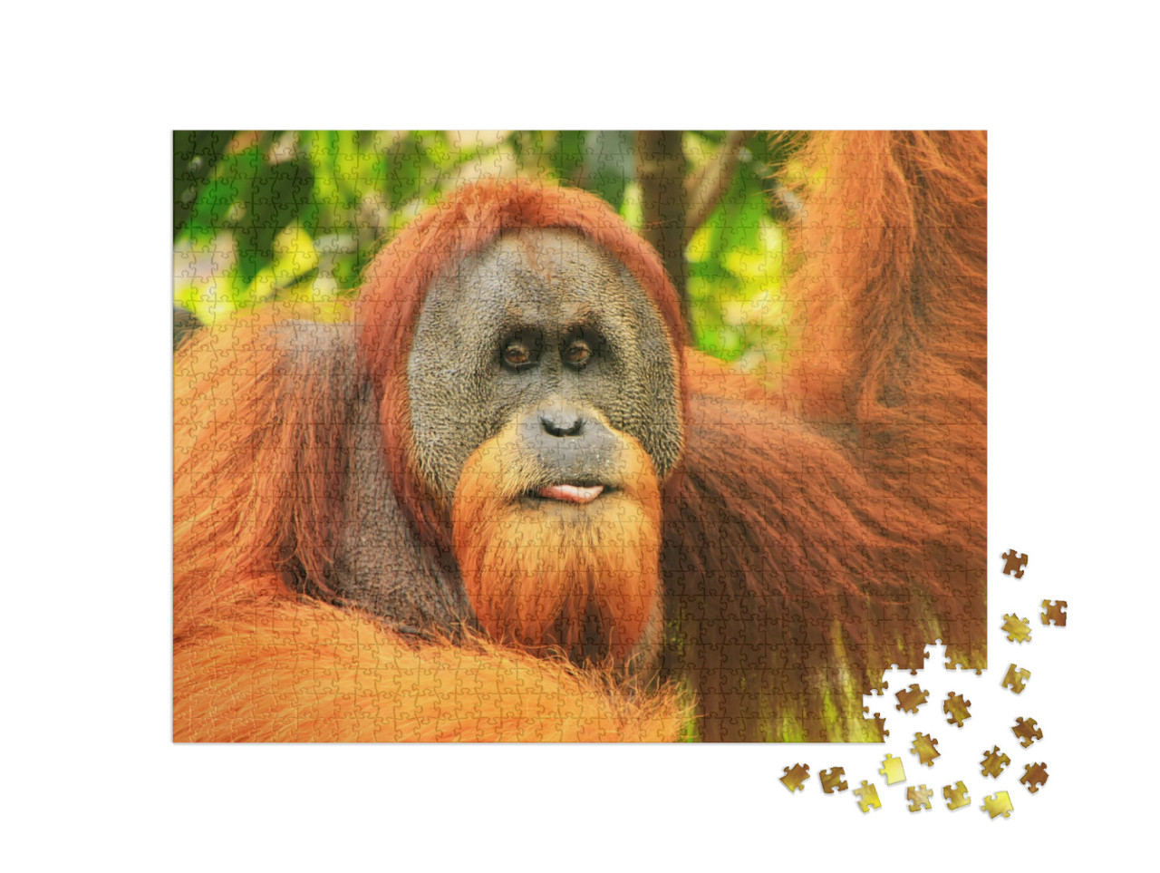 Portrait of Male Sumatran Orangutan Pongo Abelii in Gunun... Jigsaw Puzzle with 1000 pieces