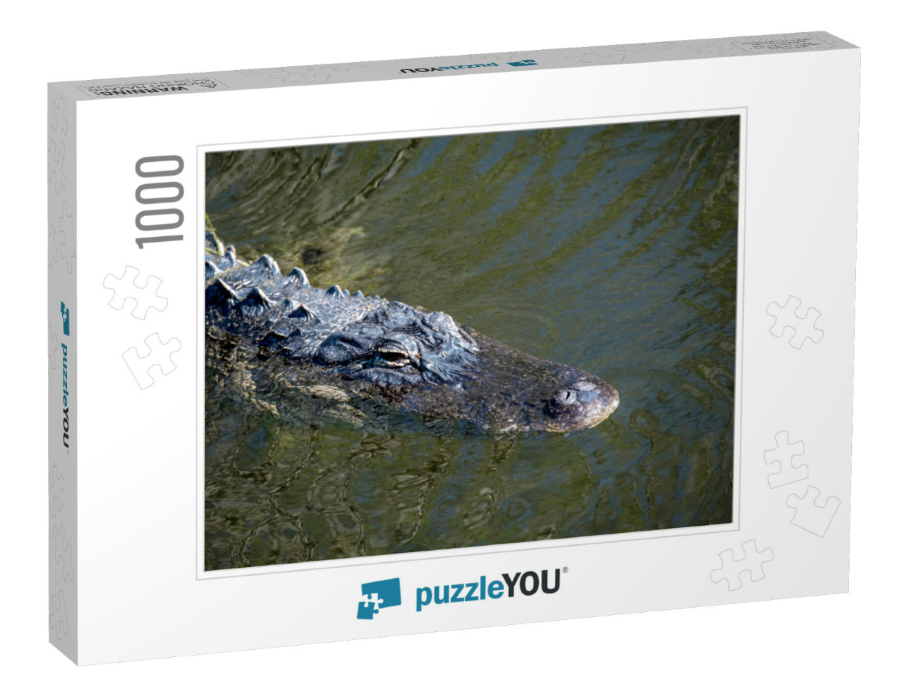 Ochopee, Florida. American Alligator, Alligator Mississip... Jigsaw Puzzle with 1000 pieces