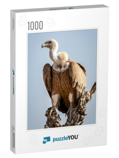 Griffon Vulture or Eurasian Griffon or Gyps Fulvus Closeu... Jigsaw Puzzle with 1000 pieces